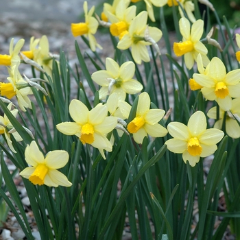 Narcissus 'Treasure Waltz' (034173)