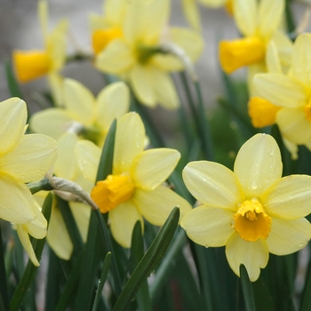 Narcissus 'Treasure Waltz' (034174)