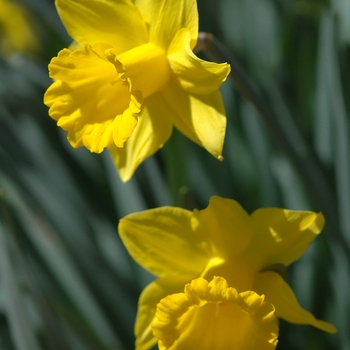 Narcissus 'Unsurpassable' (034183)