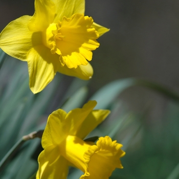 Narcissus 'Unsurpassable' (034184)