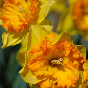 Narcissus 'Wild Carnival' (034186)