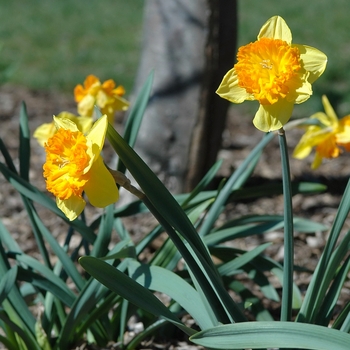 Narcissus 'Wild Carnival' (034187)