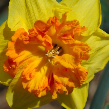 Narcissus 'Wild Carnival' (034188)