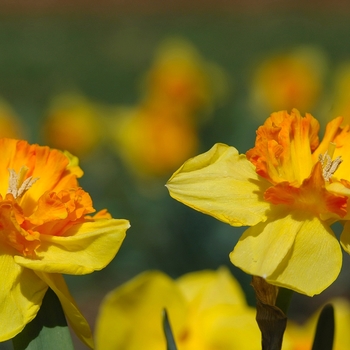 Narcissus 'Wild Carnival' (034189)