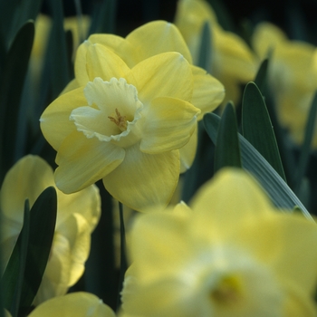 Narcissus 'Avalon' (034199)