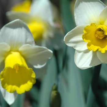 Narcissus 'Bravoure' (034205)