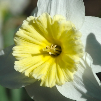 Narcissus 'Ice Follies' (034215)