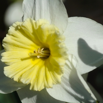 Narcissus 'Ice Follies' (034216)