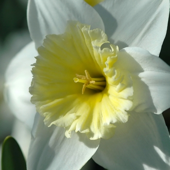 Narcissus 'Ice Follies' (034217)