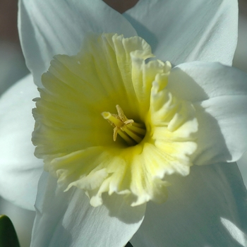 Narcissus 'Ice Follies' (034218)