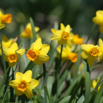 Narcissus 'Jetfire' (034222)