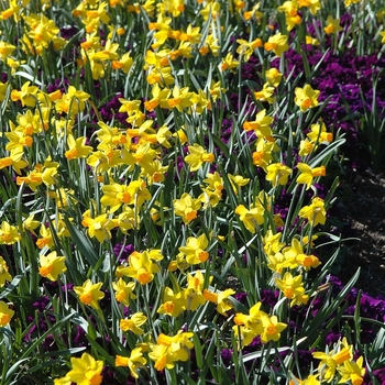 Narcissus 'Jetfire' (034223)