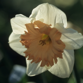 Narcissus 'Panache' (034232)