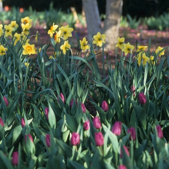 Narcissus 'Paricutin' (034234)