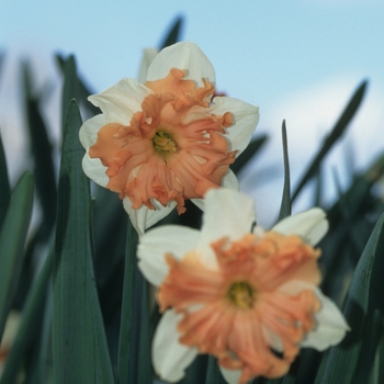 Narcissus 'Shrike' (034239)