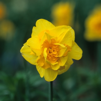 Narcissus 'Smoky Bear' (034245)