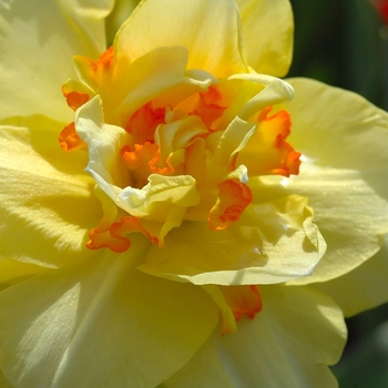 Narcissus 'Tahiti' (034246)