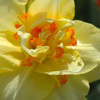 Narcissus 'Tahiti' (034247)