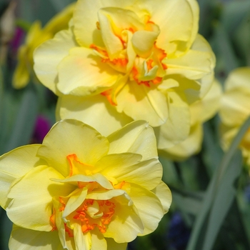 Narcissus 'Tahiti' (034249)