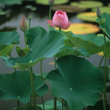 Nelumbo nucifera '' (034252)