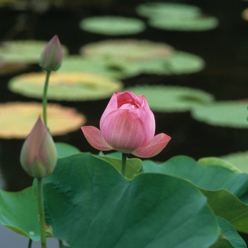 Nelumbo nucifera '' (034253)