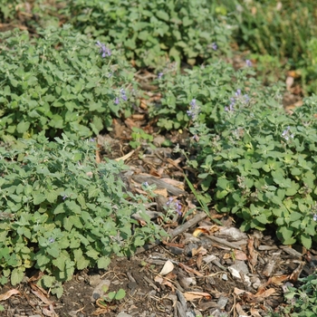 Nepeta racemosa 'Little Titch' (034255)