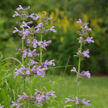 Nepeta subsessilis '' (034256)