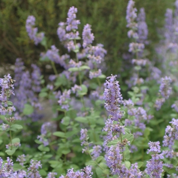 Nepeta 'Joanna Reed' (034262)