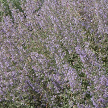 Nepeta racemosa 'Walker's Low' (034265)