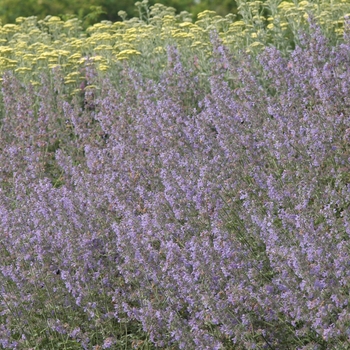 Nepeta racemosa 'Walker's Low' (034266)