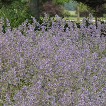 Nepeta racemosa 'Walker's Low' (034267)