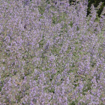 Nepeta racemosa 'Walker's Low' (034268)