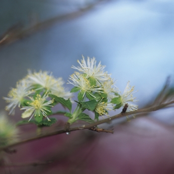 Neviusia alabamensis '' (034270)