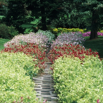 Nicotiana mutabilis '' (034272)