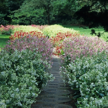 Nicotiana mutabilis '' (034273)