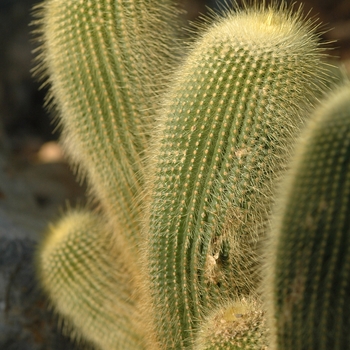 Notocactus leninghausii '' (034274)