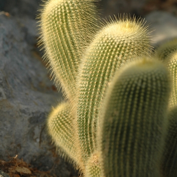 Notocactus leninghausii '' (034275)