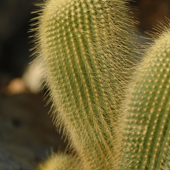 Notocactus leninghausii '' (034276)