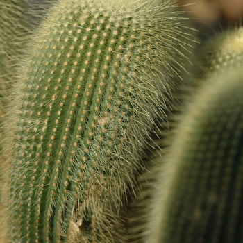 Notocactus leninghausii '' (034277)