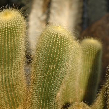 Notocactus leninghausii '' (034278)