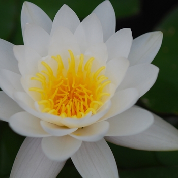 Nymphaea 'Virginalis' (034282)