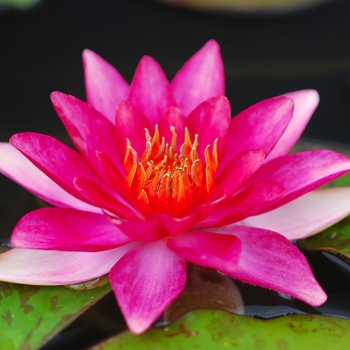 Nymphaea 'Andreana' (034290)