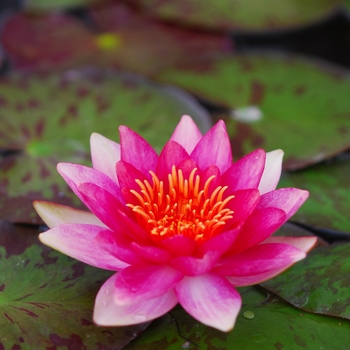 Nymphaea 'Andreana' (034291)