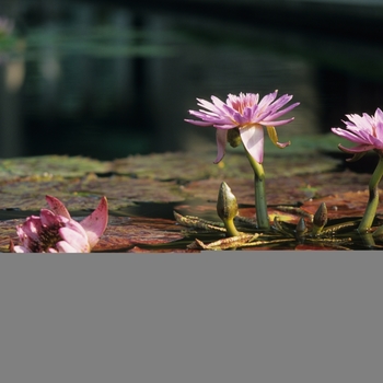 Nymphaea 'Bagdad' (034294)