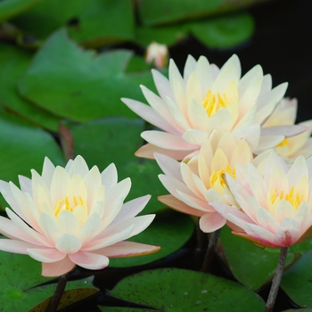 Nymphaea 'Barbara Dobbins' (034296)