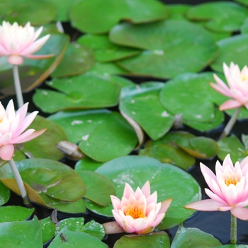 Nymphaea 'Colorado' (034298)