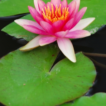 Nymphaea 'David' (034300)