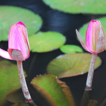 Nymphaea 'Emily Grant Hutchings' (034305)