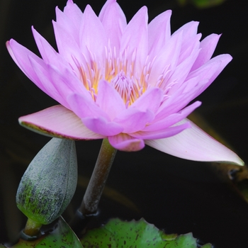 Nymphaea 'General Pershing' (034306)