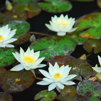 Nymphaea 'Pygmaea Helvola' (034309)